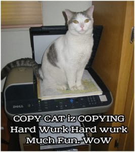 Hurr Durr. Hard Wurk. Much Fun. Wow copy cat