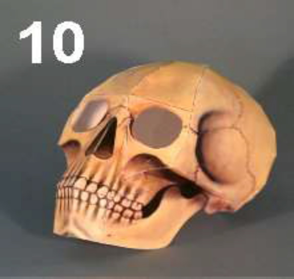 Skull Paper craft skull paper craft